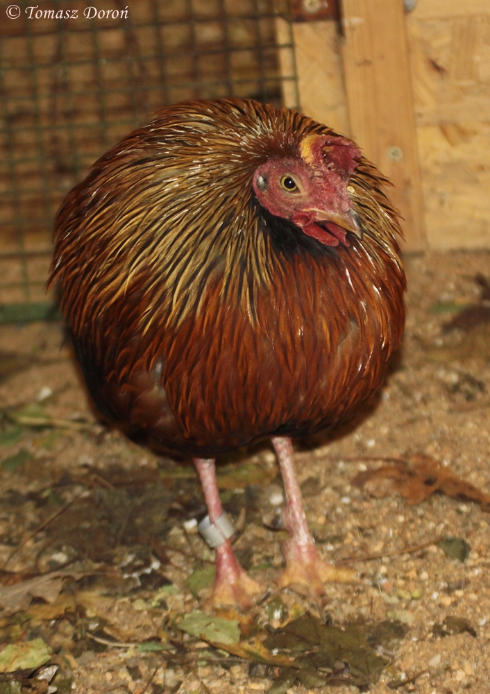 Sri Lankan Jungle Fowl (male)
