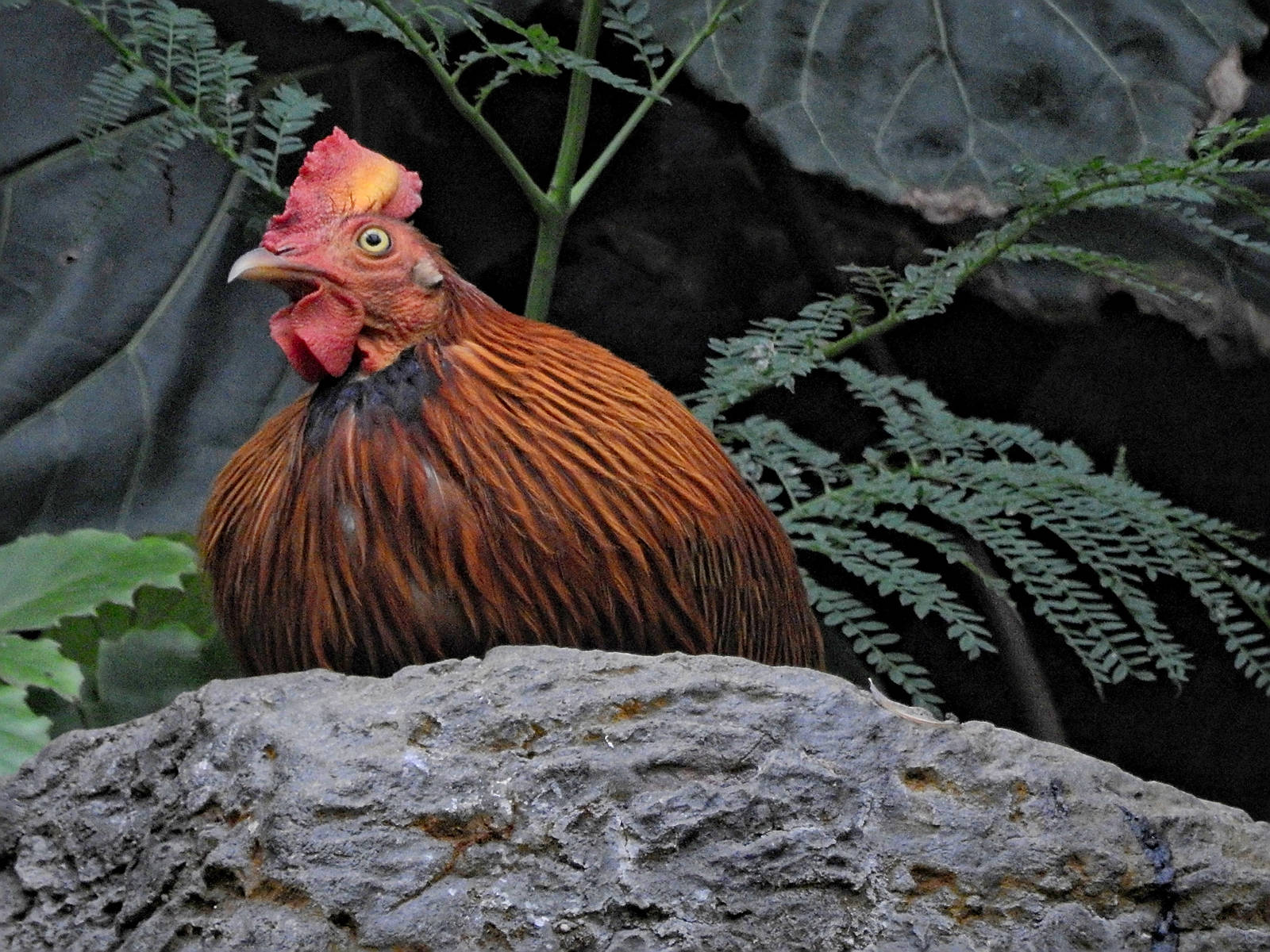 Sri Lankan Jungle Fowl