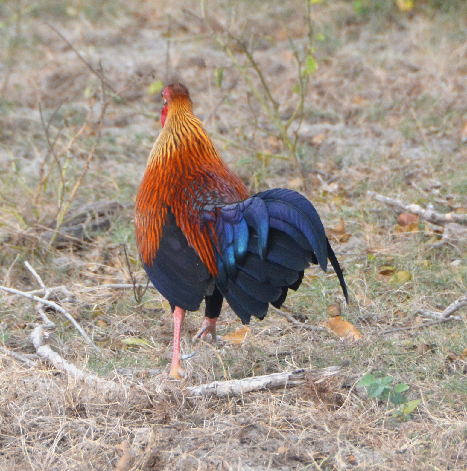 Sri Lankan jungle fowl