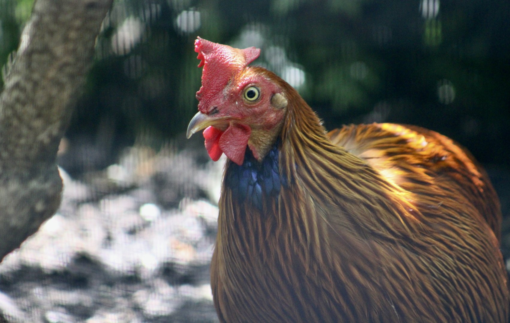 Sri Lankan Junglefowl (Gallus lafayettii) male