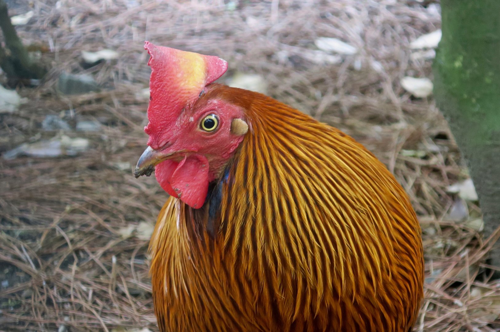 Sri Lankan Junglefowl (Gallus lafayettii)