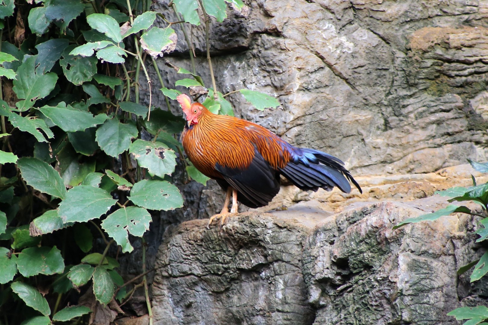 Sri Lankan Junglefowl (Gallus lafayettii)