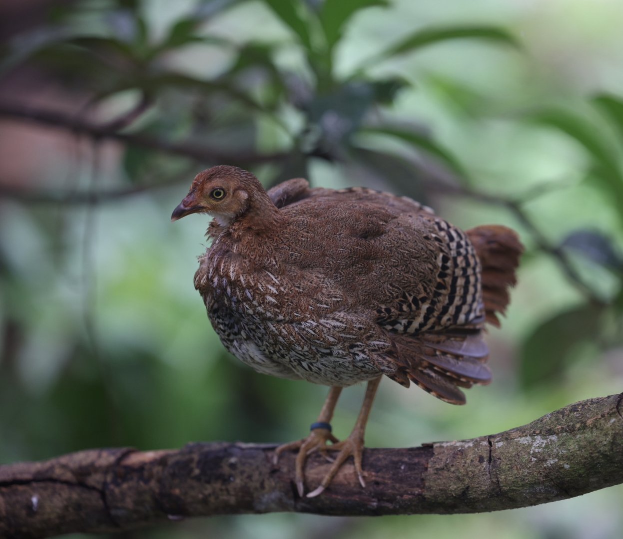 Sri Lankan Junglefowl (Gallus lafayettii)