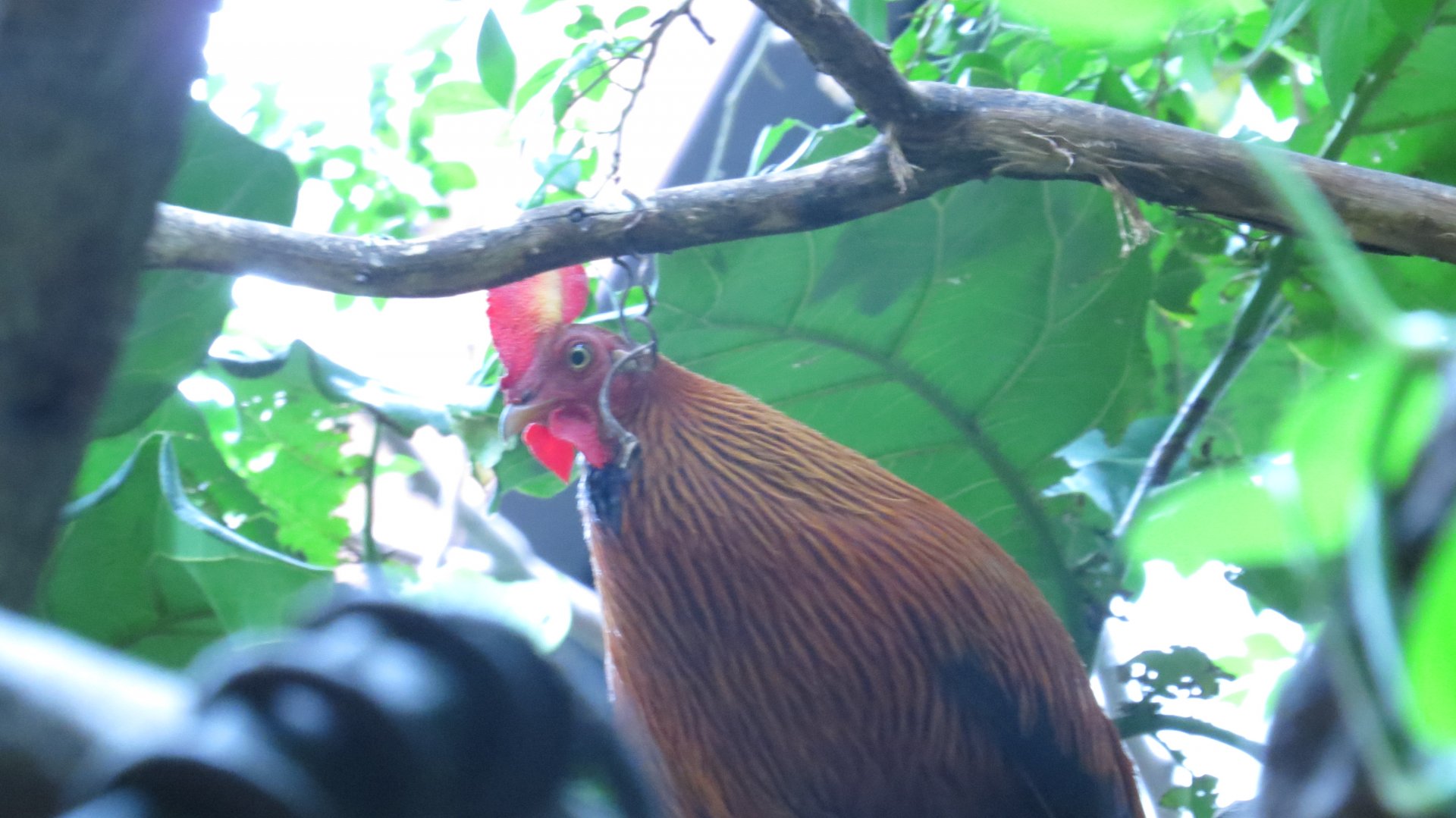 Sri Lankan Junglefowl | Jungleworld | The Bronx Zoo