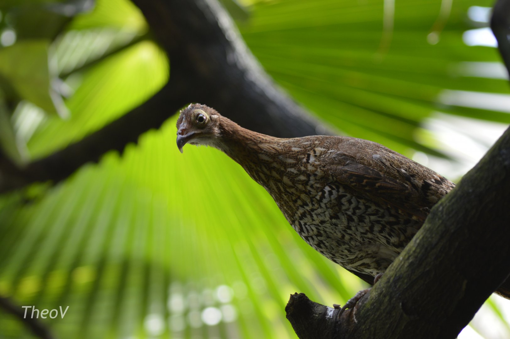 Sri Lankan junglefowl - Tropic Zone [2017]