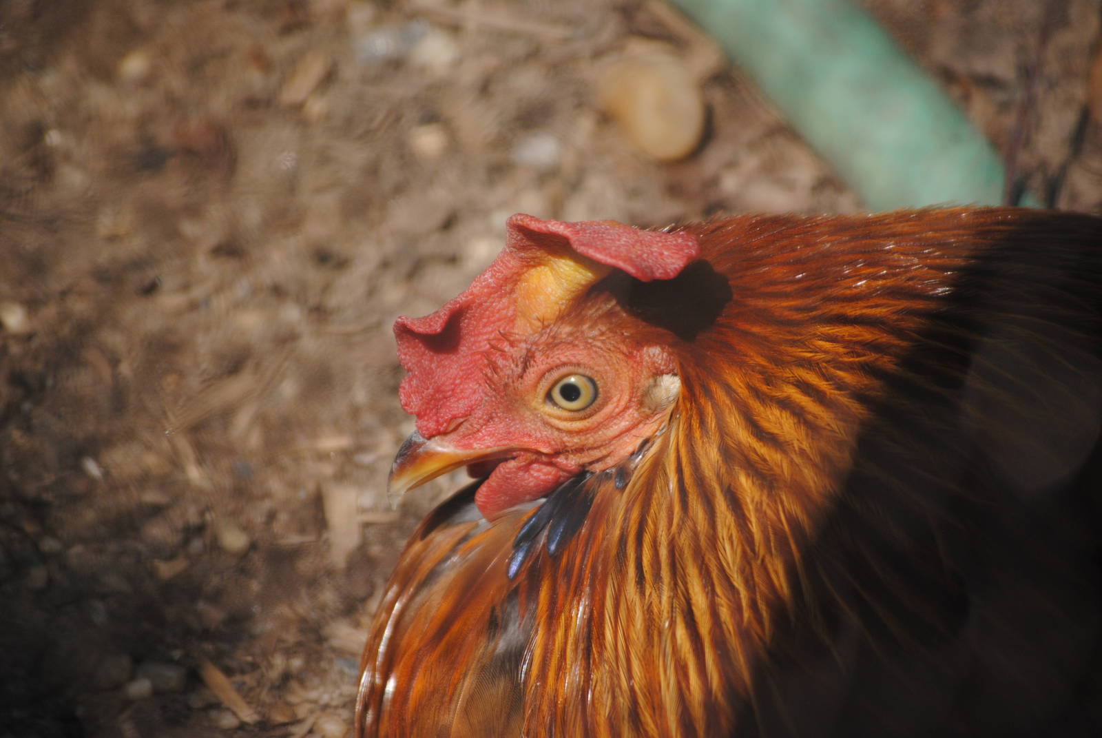 Sri Lankan Junglefowl
