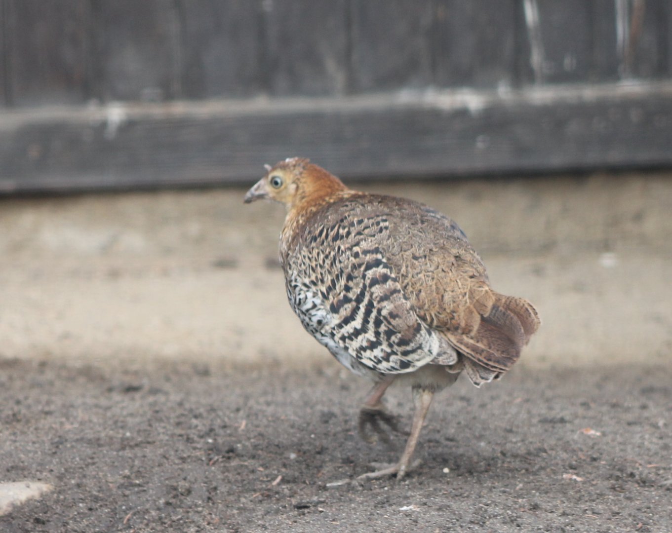 Sri Lankan Junglefowl