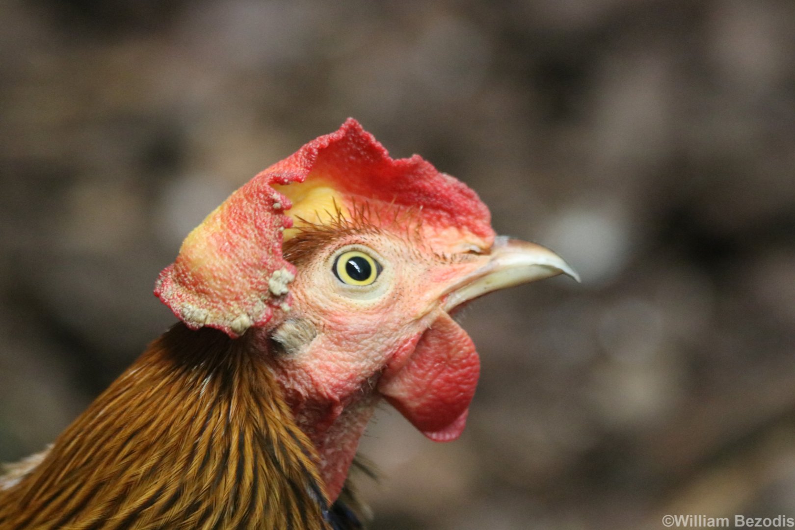 Sri Lankan Junglefowl