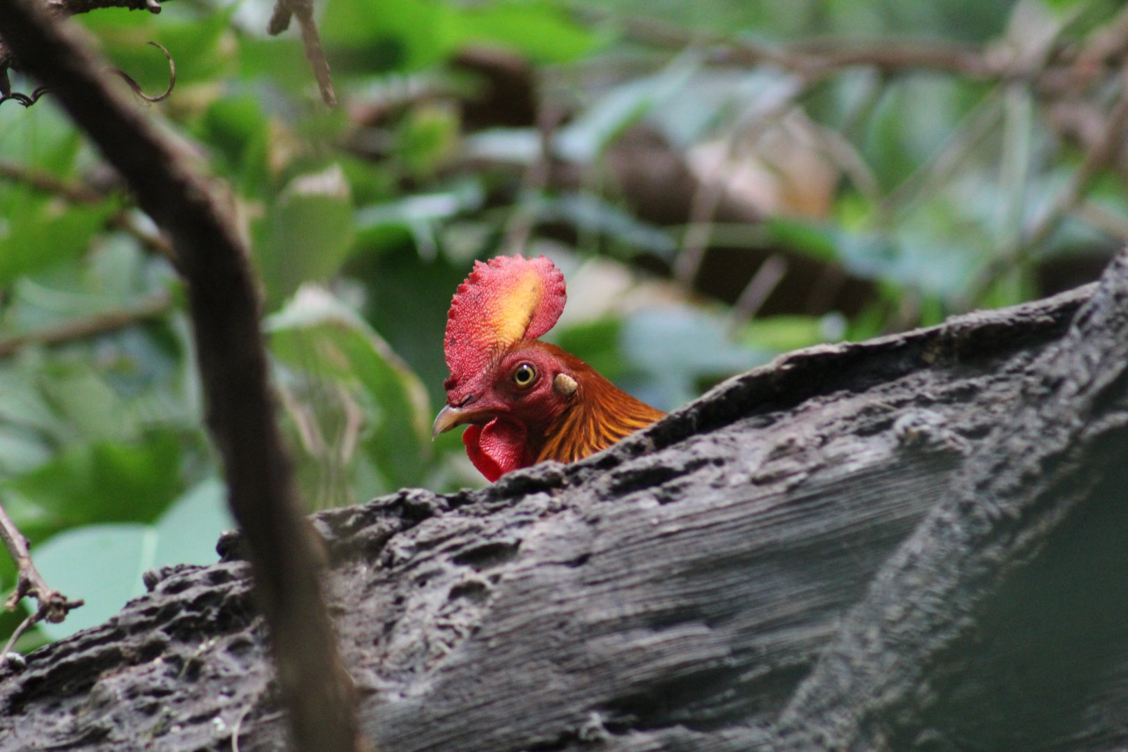 Sri Lankan Junglefowl