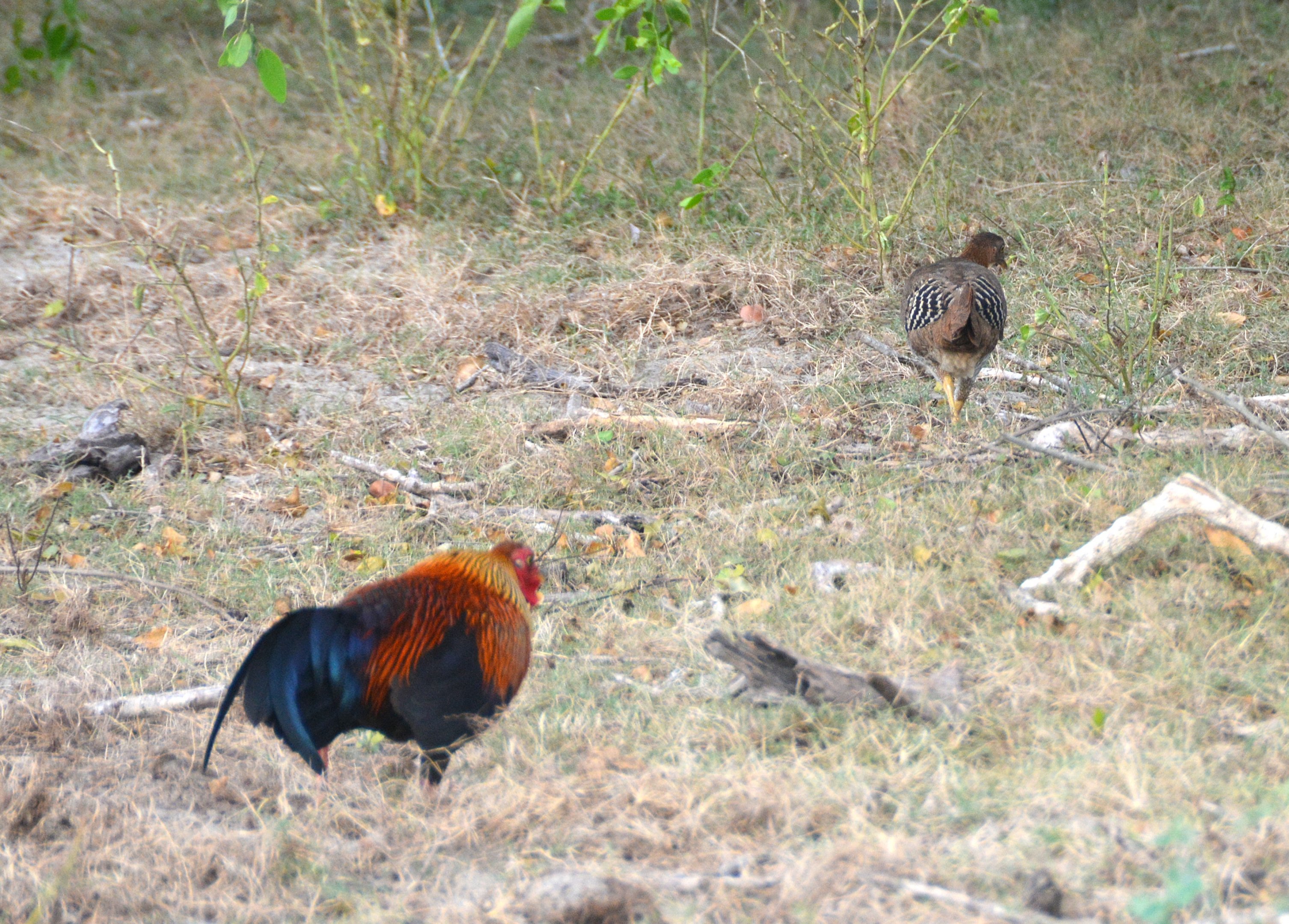 Sri Lankan junglefowl