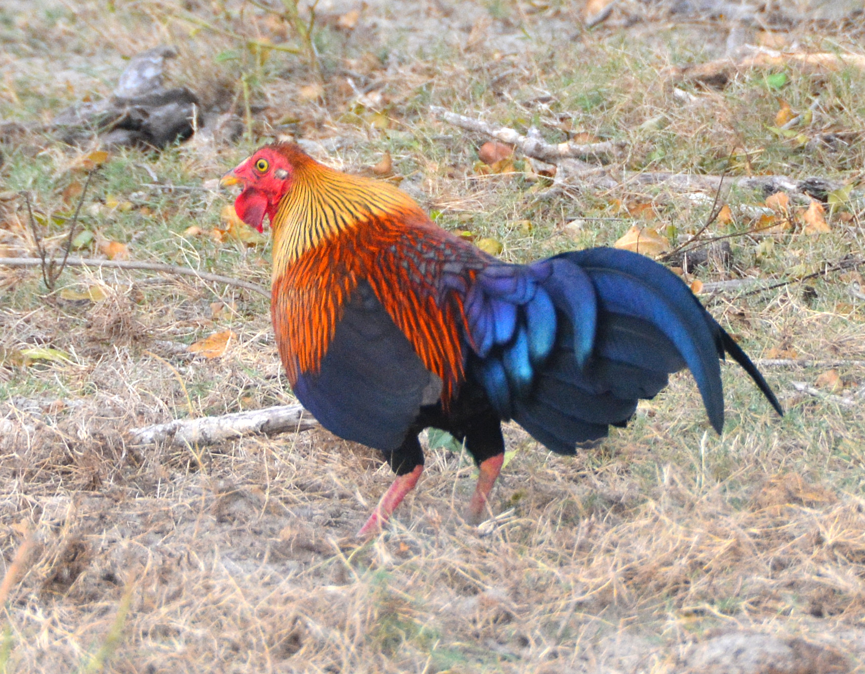 Sri Lankan junglefowl