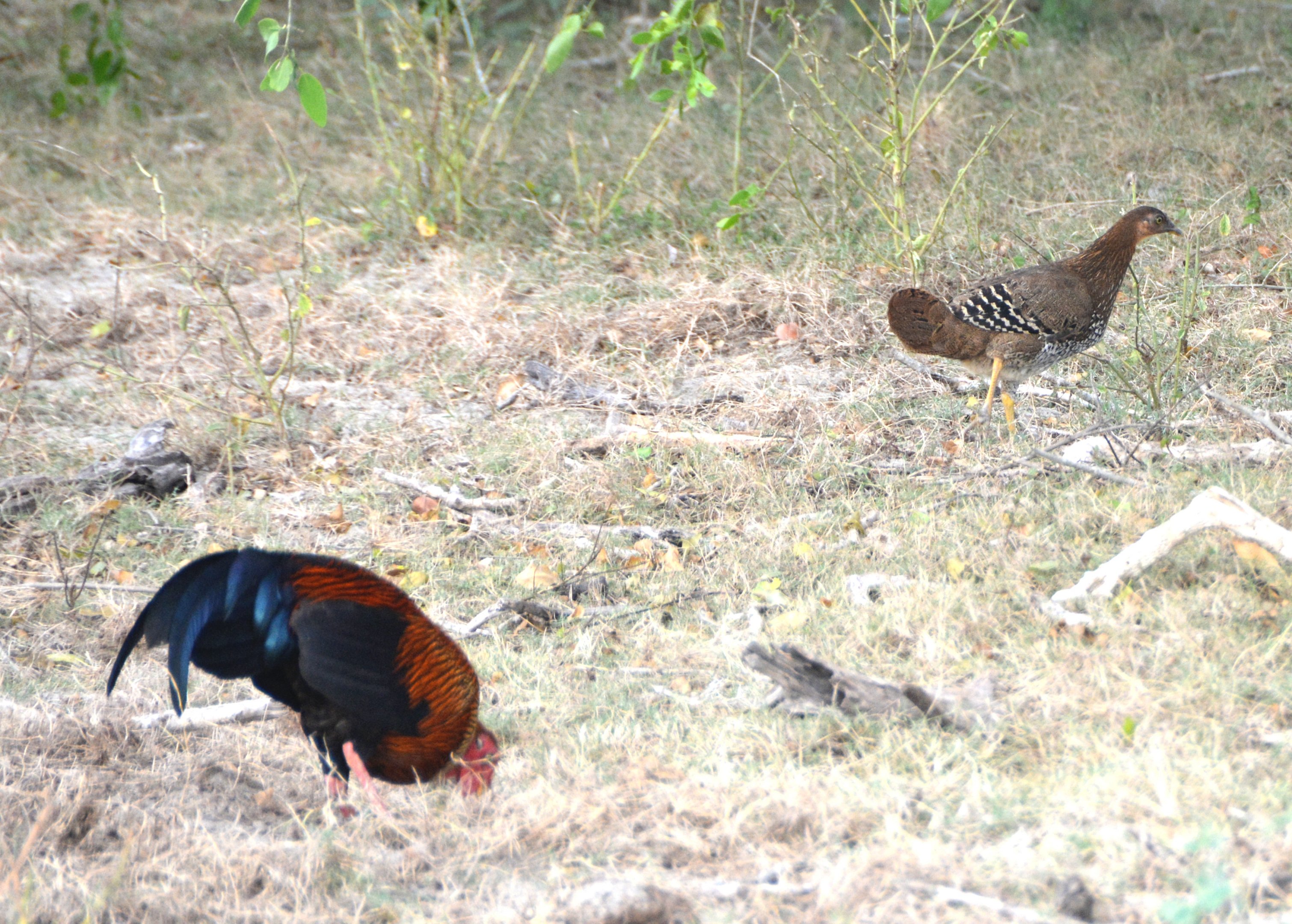 Sri Lankan junglefowl