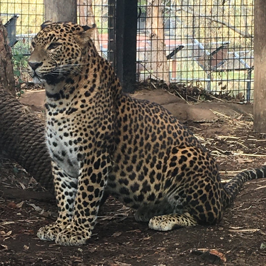 Sri Lankan Leopard 20/6/22