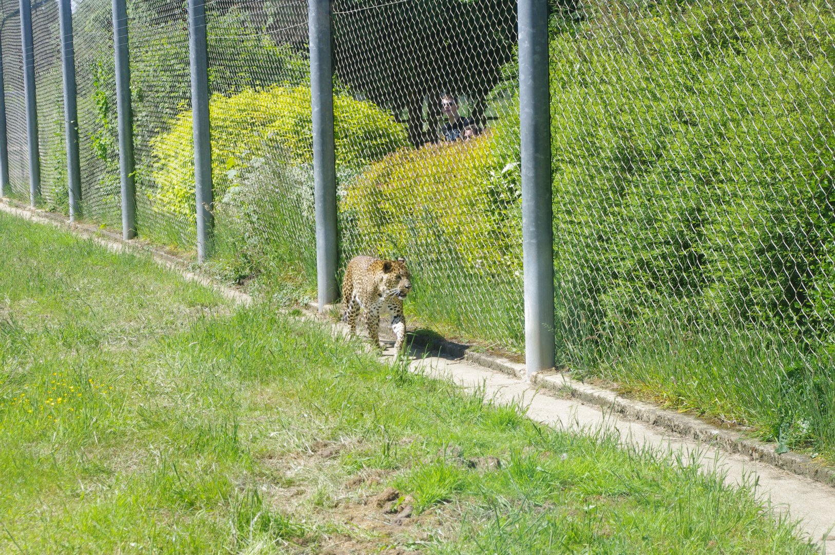 Sri Lankan Leopard- 3/6/2022