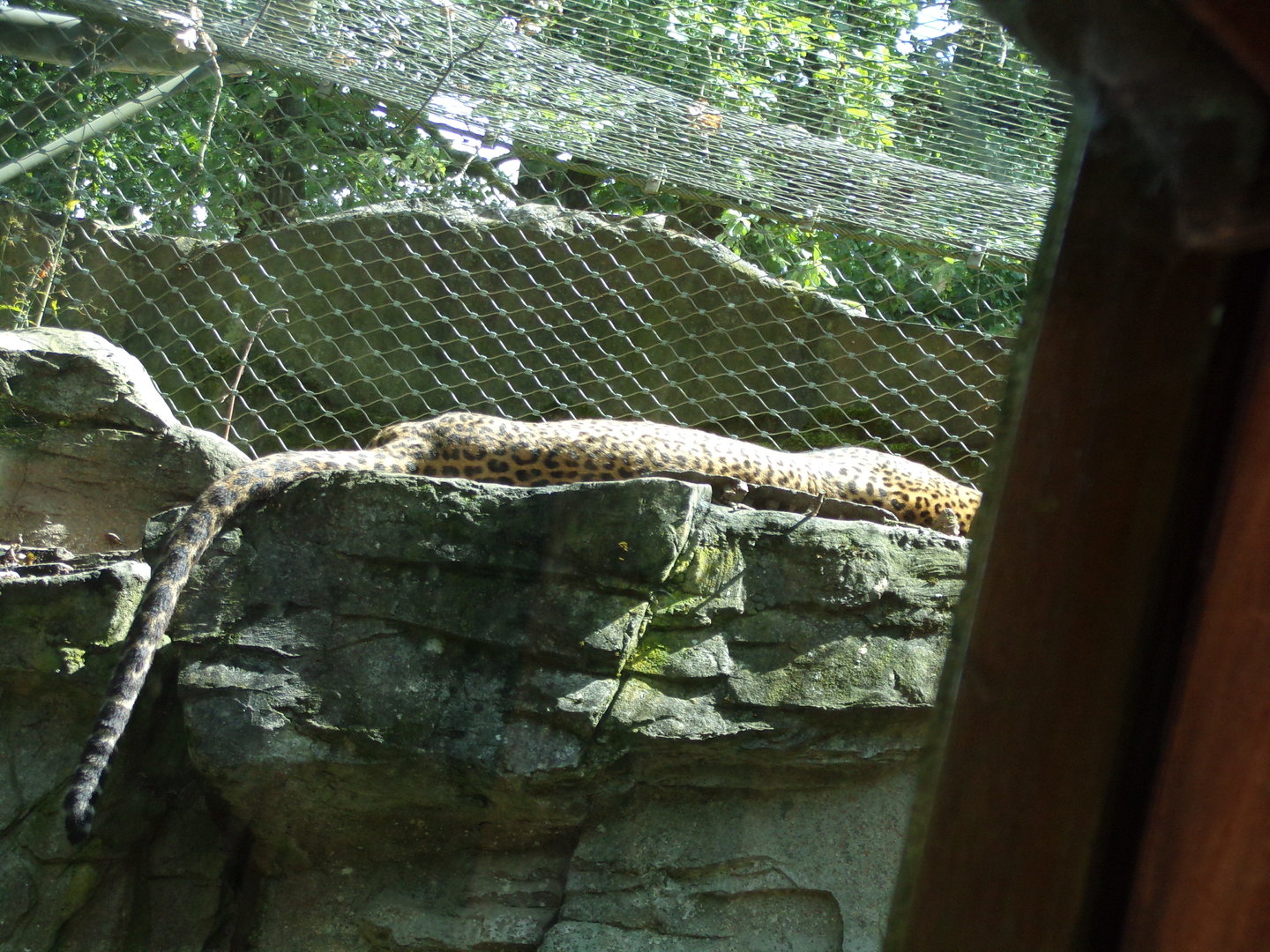 Sri Lankan leopard 6.7.23