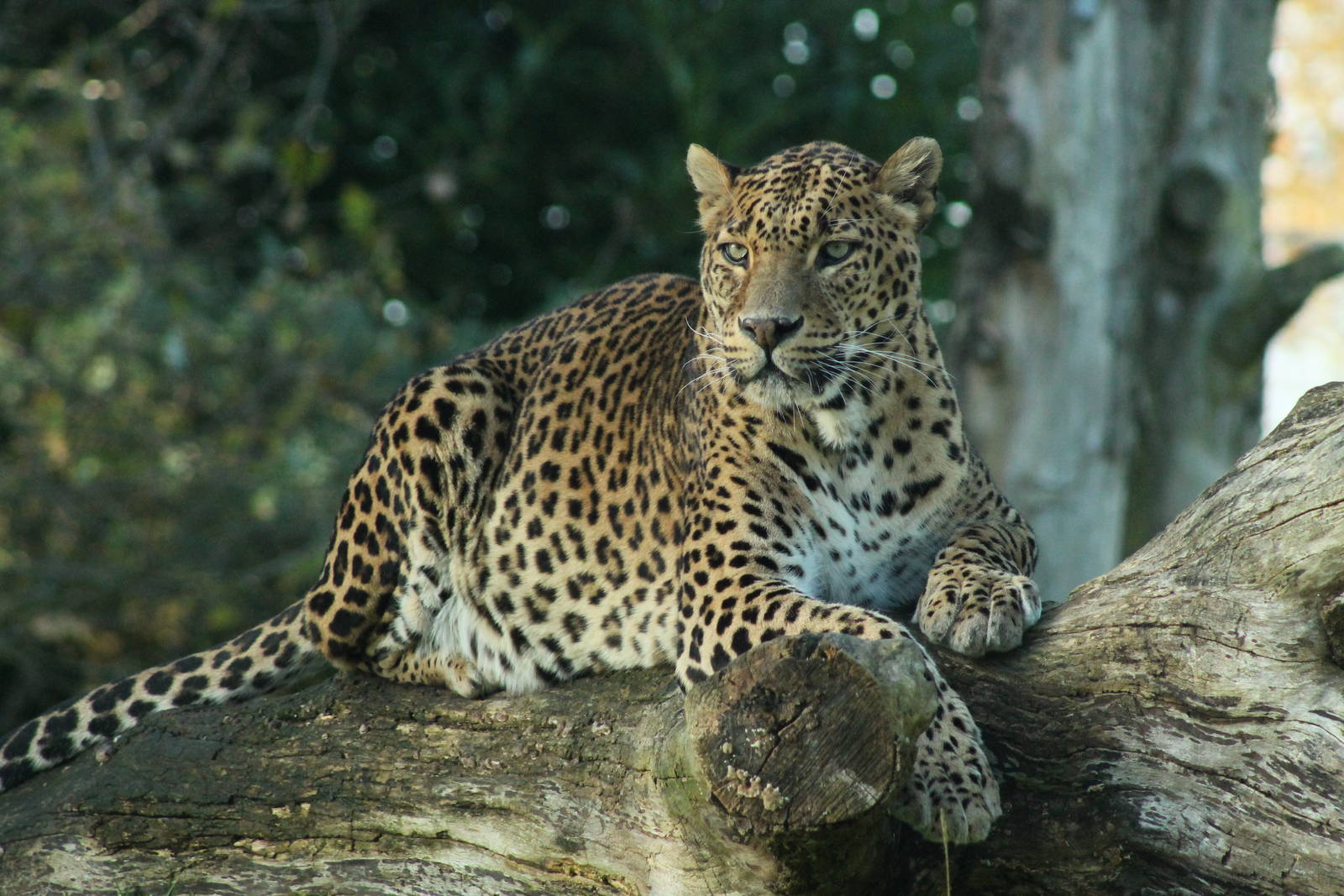 Sri Lankan Leopard - 6th Dec 2013