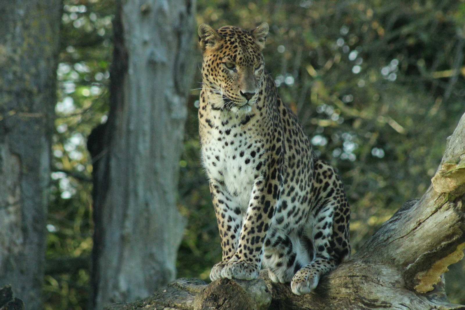 Sri Lankan Leopard - 6th Dec 2013