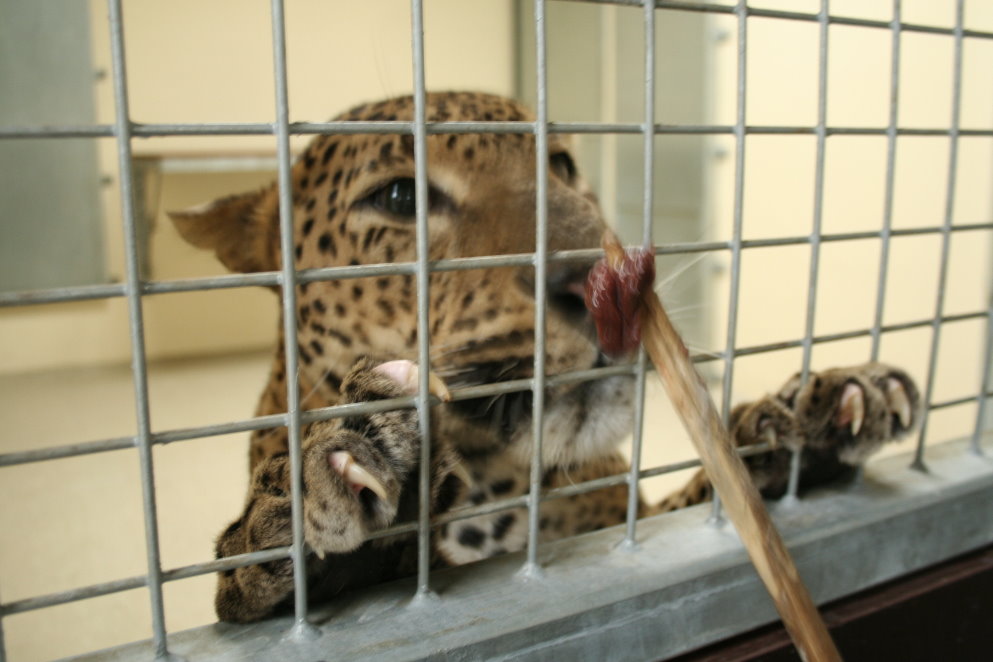 Sri Lankan leopard 9