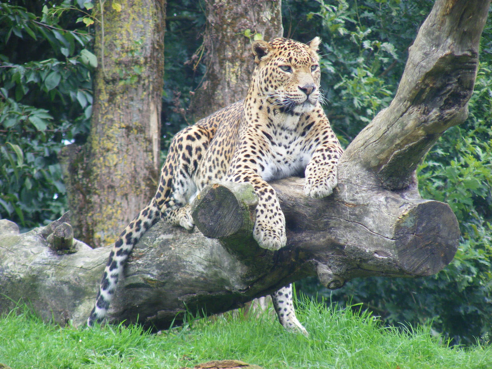 Sri Lankan leopard at Banham Zoo, 14 September 2010