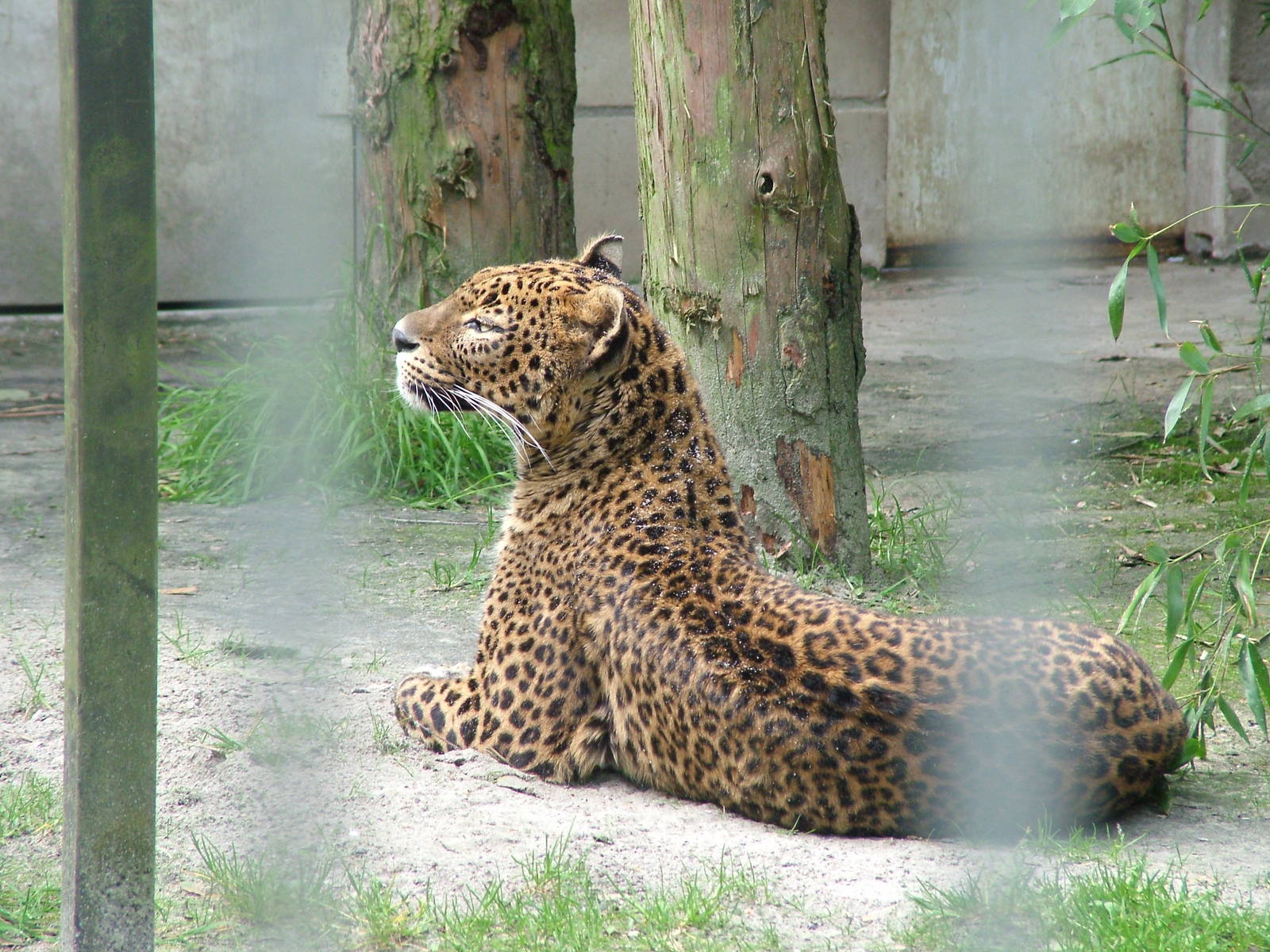 Sri Lankan Leopard at BestZoo 16/05/09