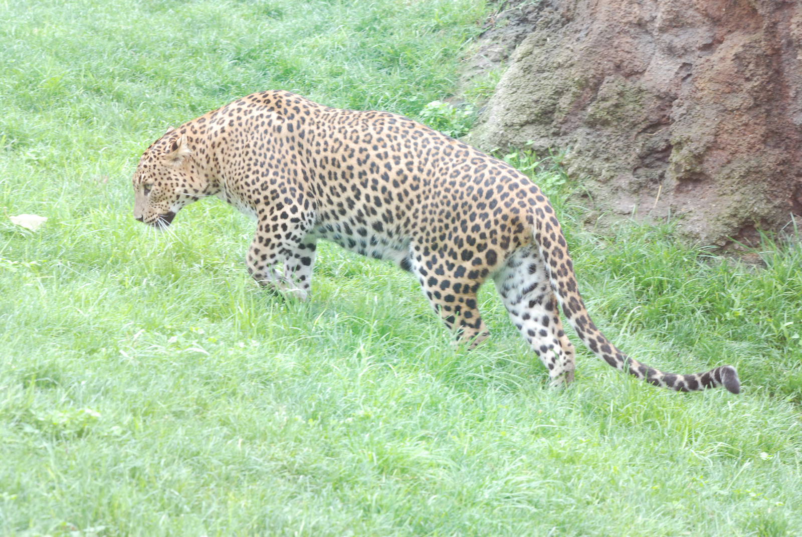 Sri Lankan Leopard at Bioparc Valencia, 28/05/11