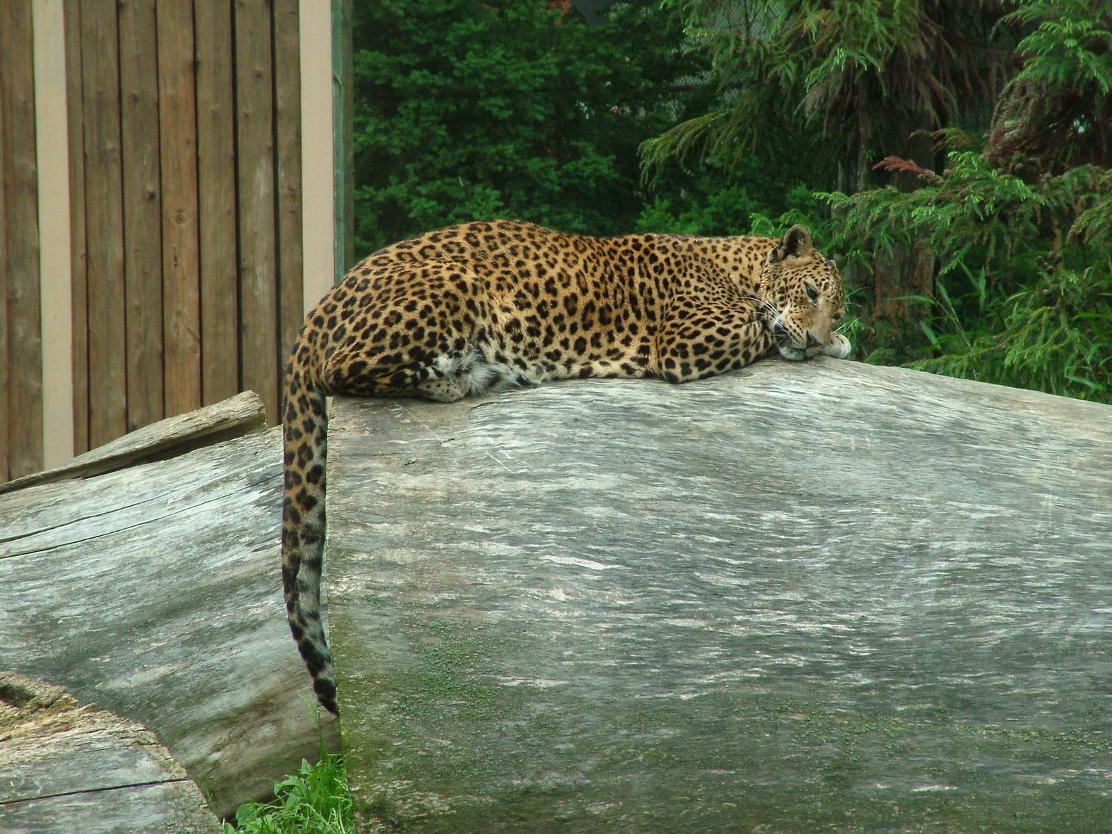 Sri Lankan Leopard at Brno, 27/05/10