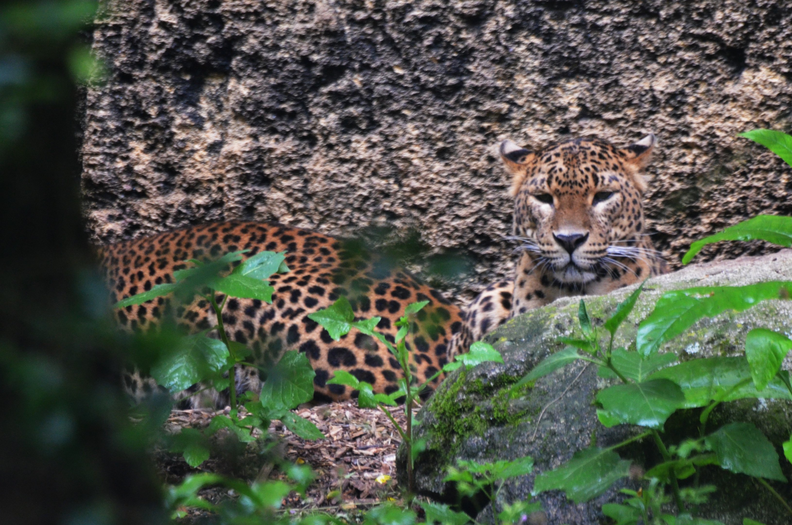 Sri Lankan Leopard at Doué-la-Fontaine, 15/06/18