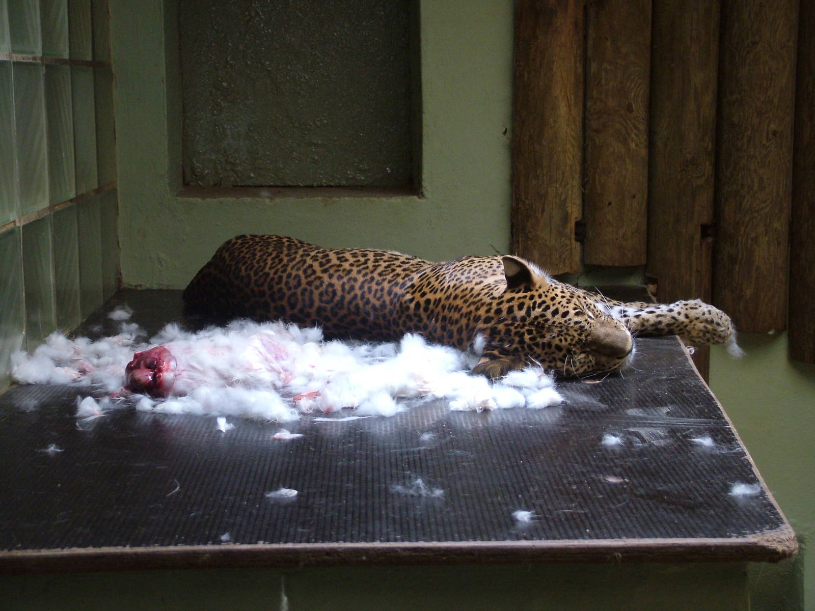 Sri Lankan Leopard at Jihlava, 31/05/10