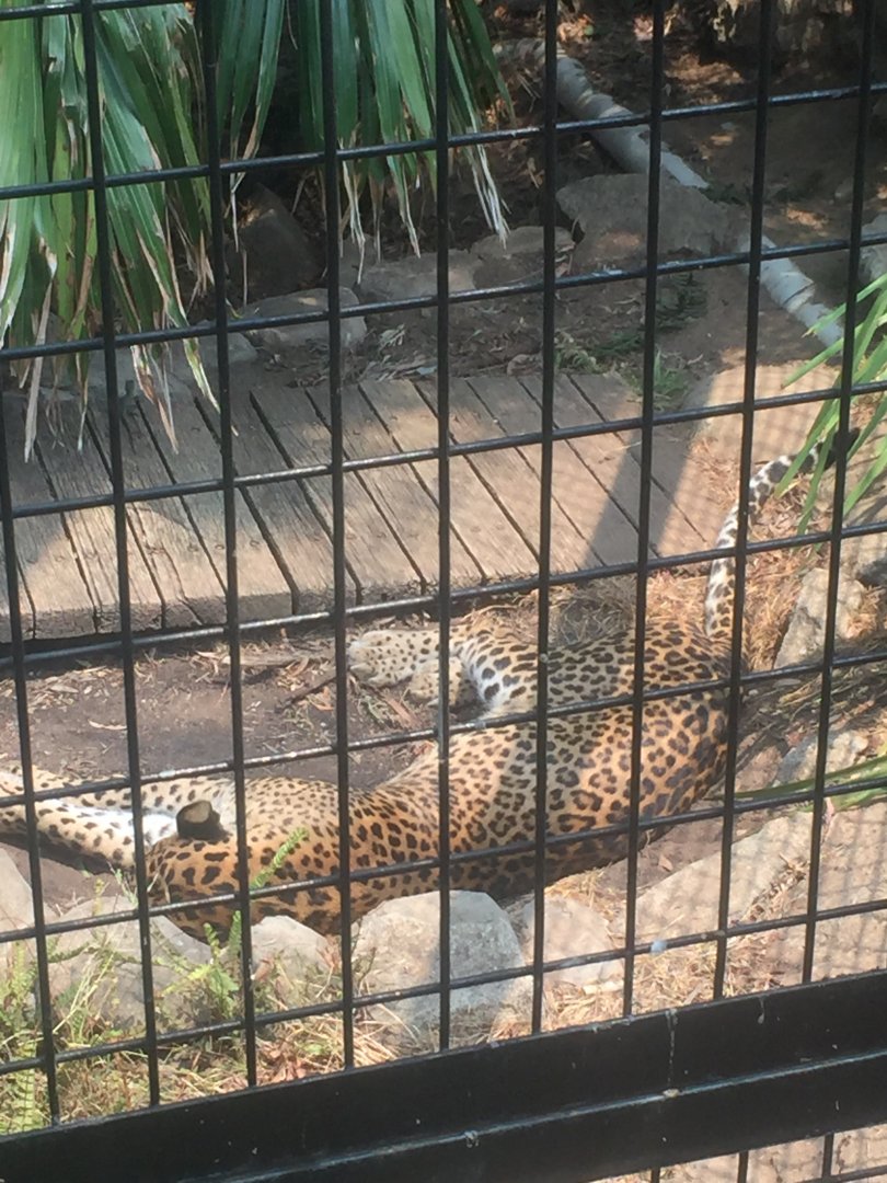 Sri Lankan Leopard at National Zoo in Canberra Act Australia
