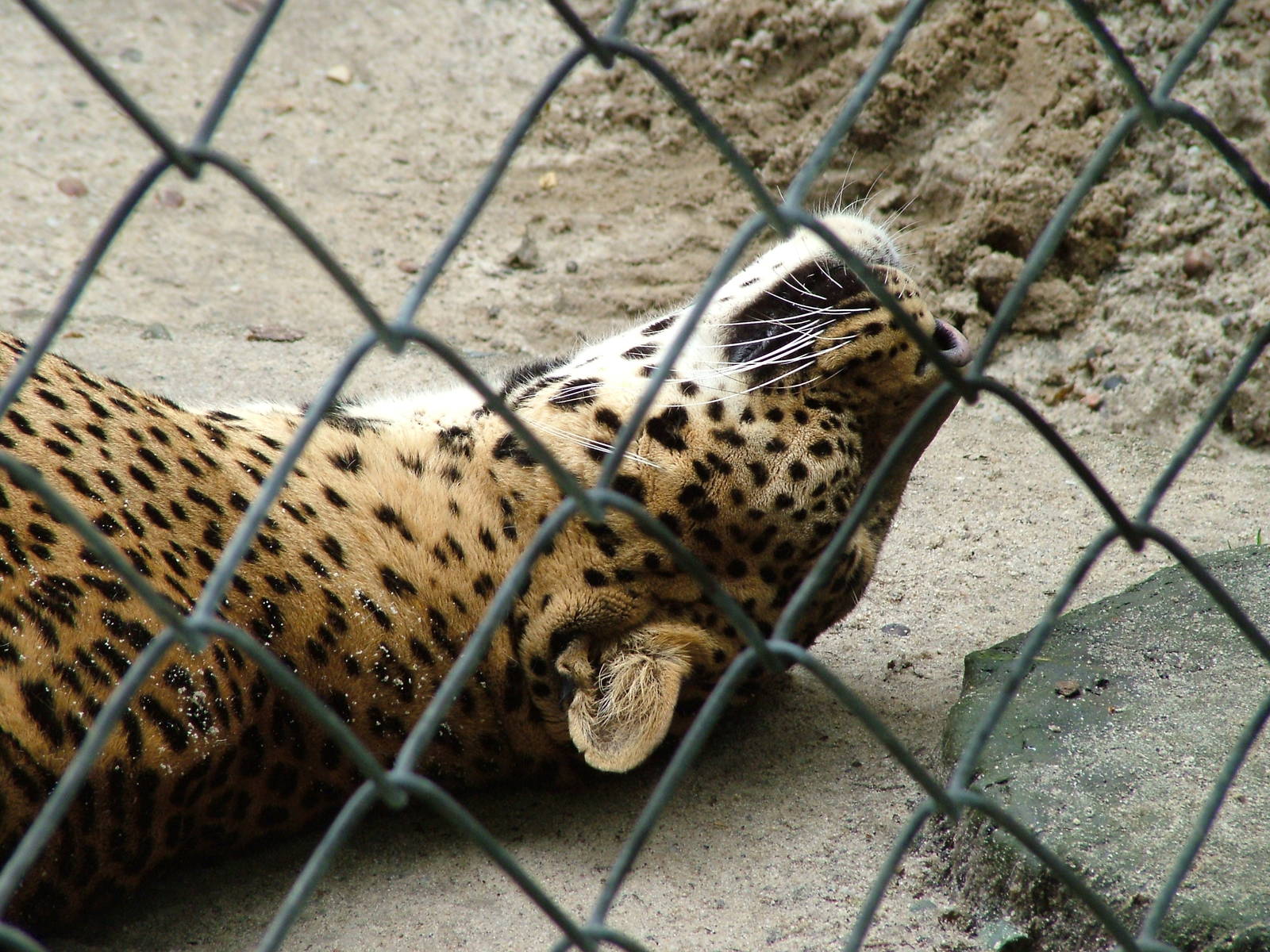 Sri Lankan Leopard at Ostrava, 29/05/10