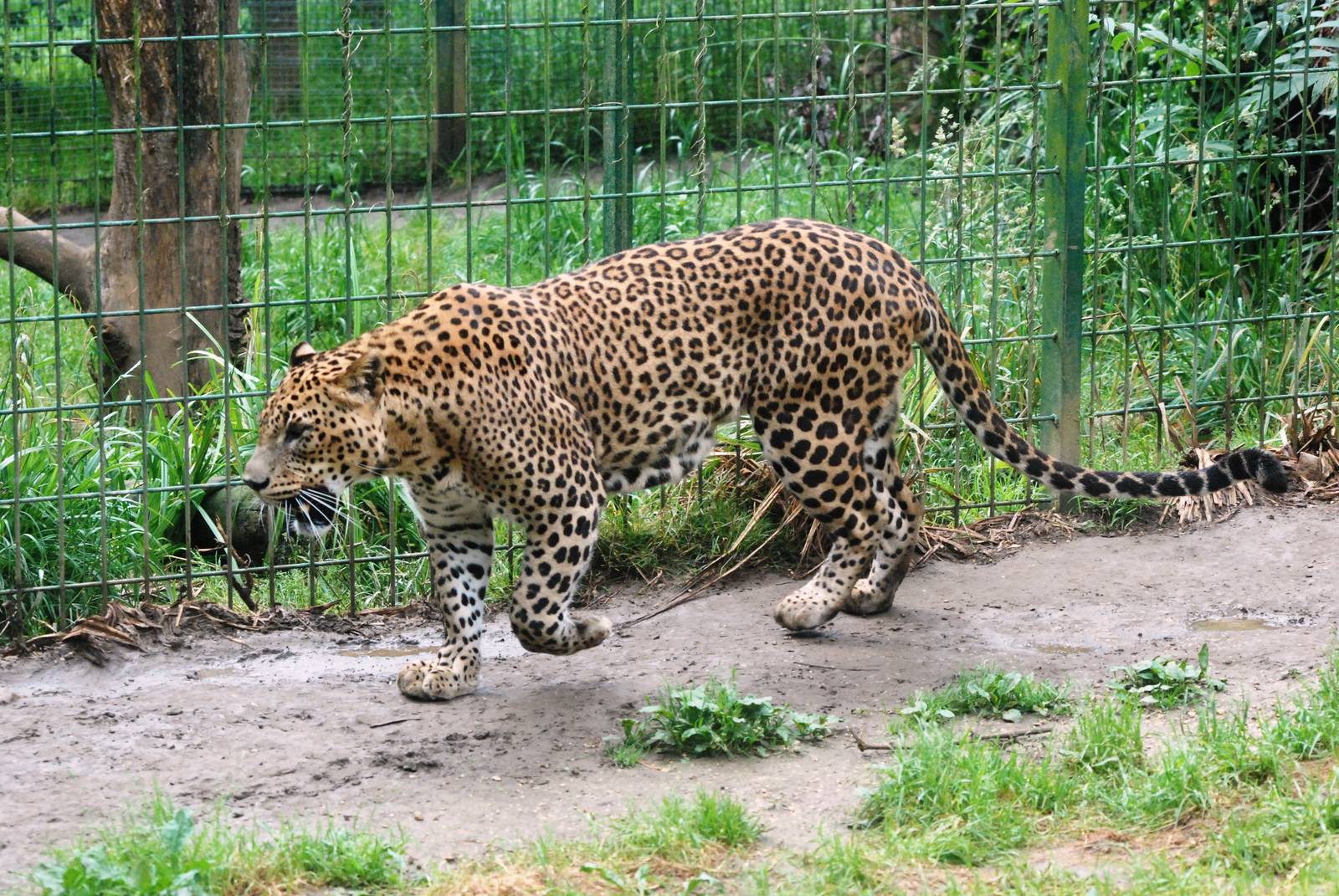 Sri Lankan Leopard at Santillana del Mar, 13/06/15