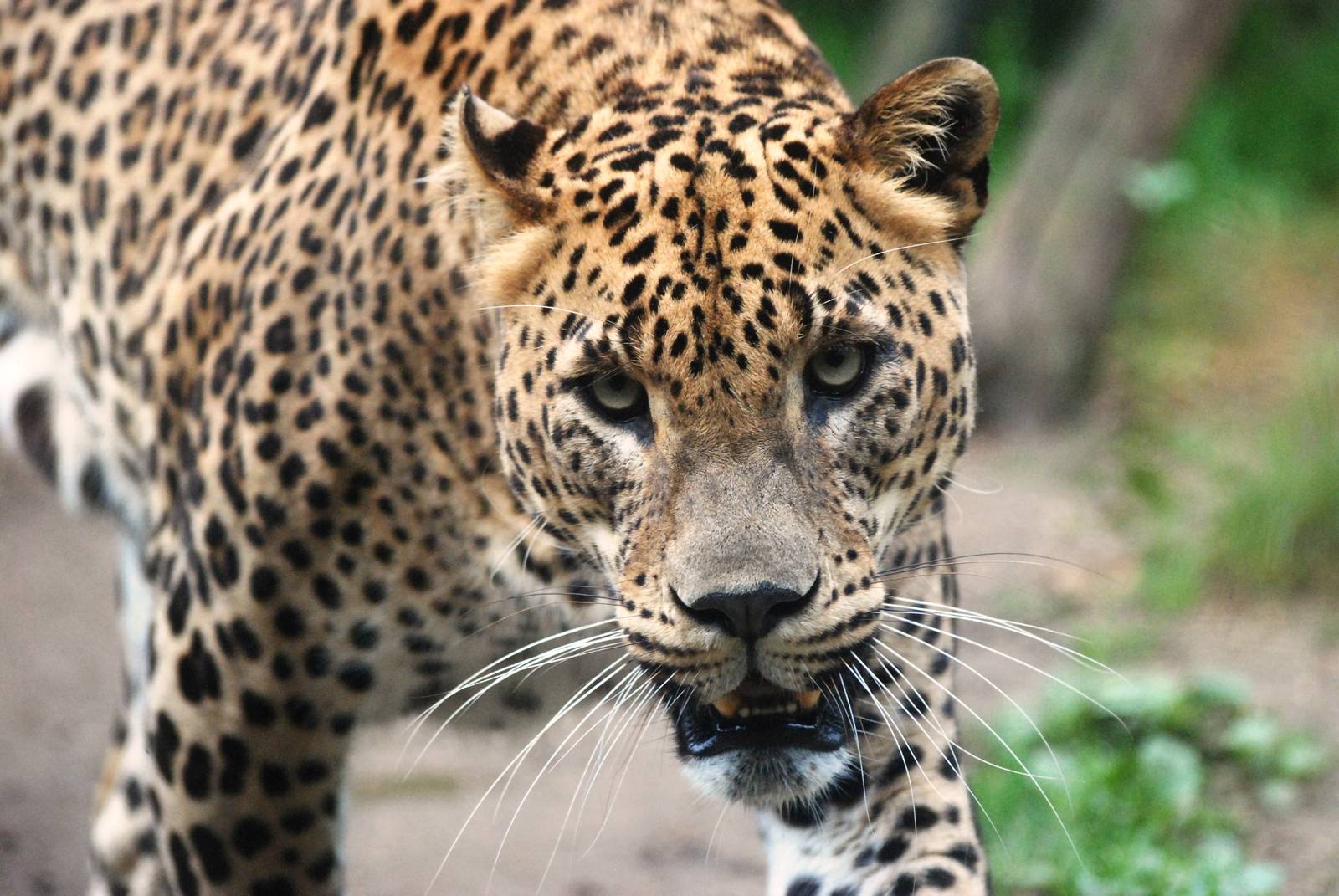 Sri Lankan Leopard at Santillana del Mar, 13/06/15