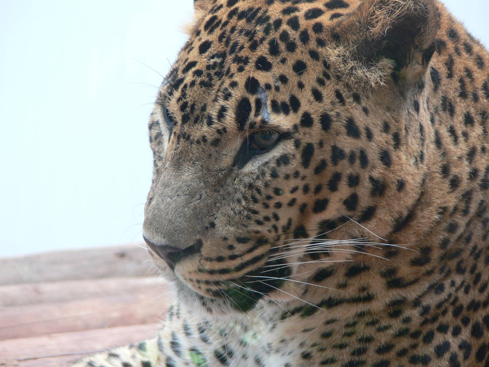 Sri Lankan Leopard at South Lakes, 04/07/14