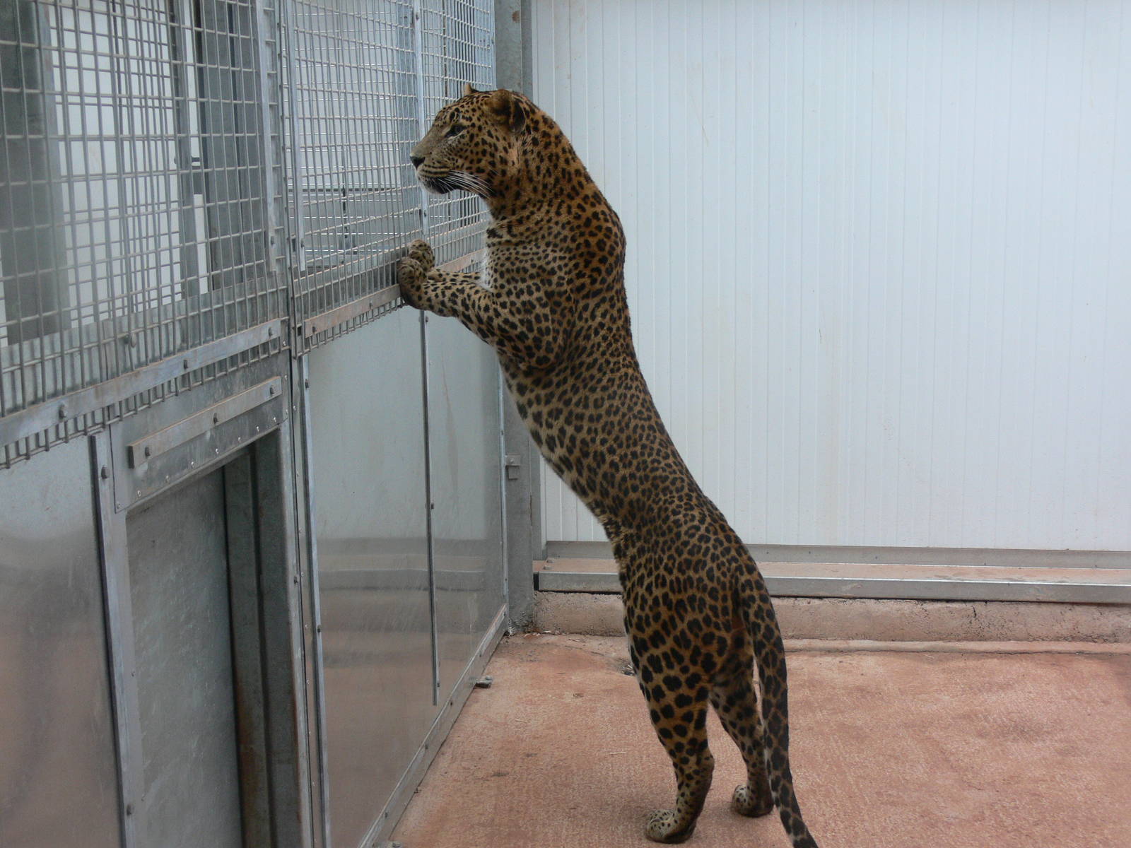 Sri Lankan Leopard at South Lakes, 04/07/14
