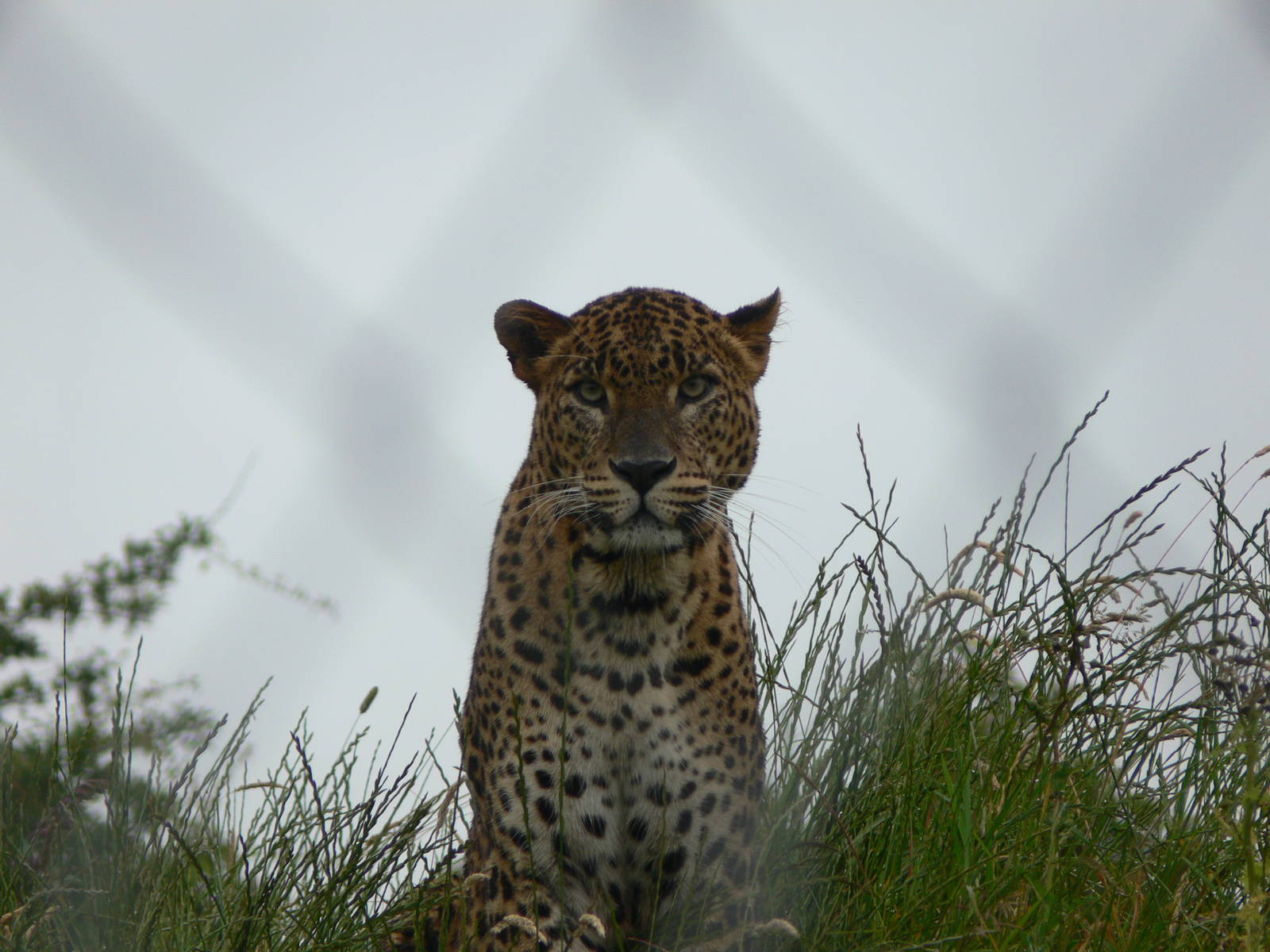 Sri Lankan Leopard at South Lakes, 04/07/14