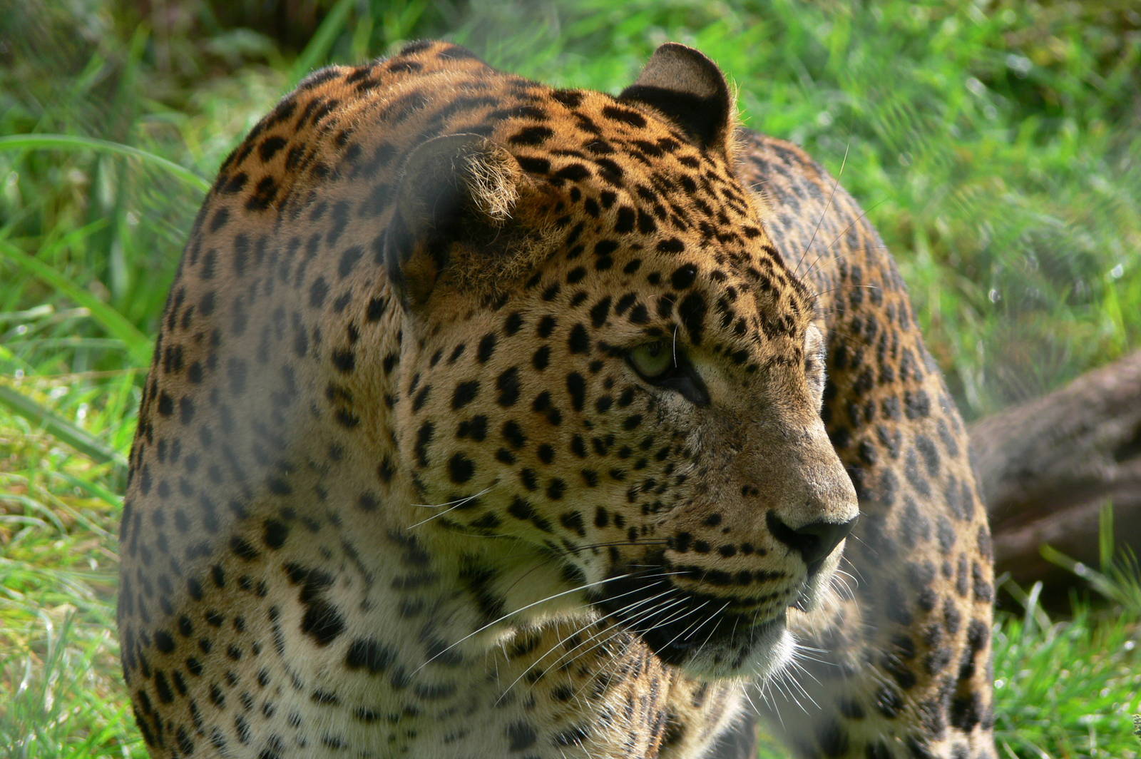 Sri Lankan Leopard at South Lakes, 11/10/14