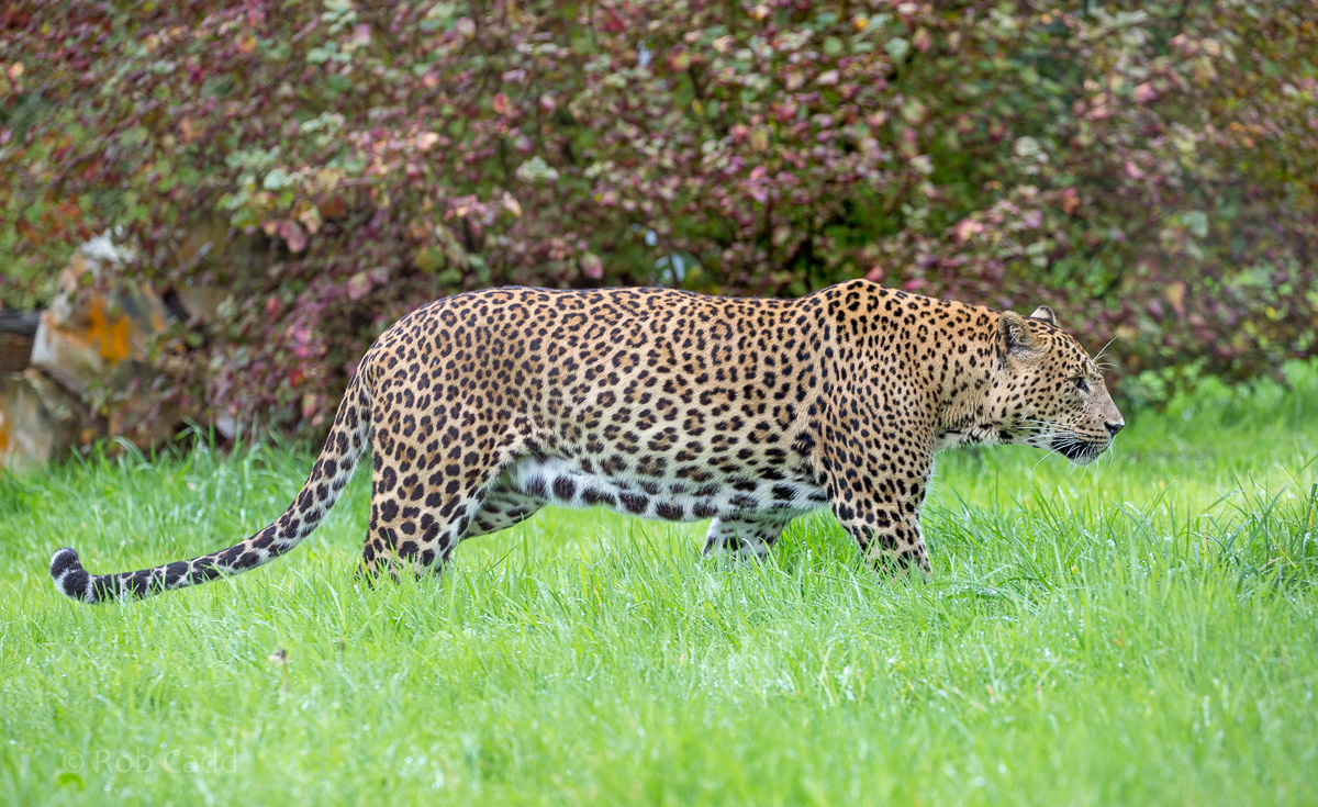Sri Lankan leopard : Banham Zoo : 29 Sep 2017