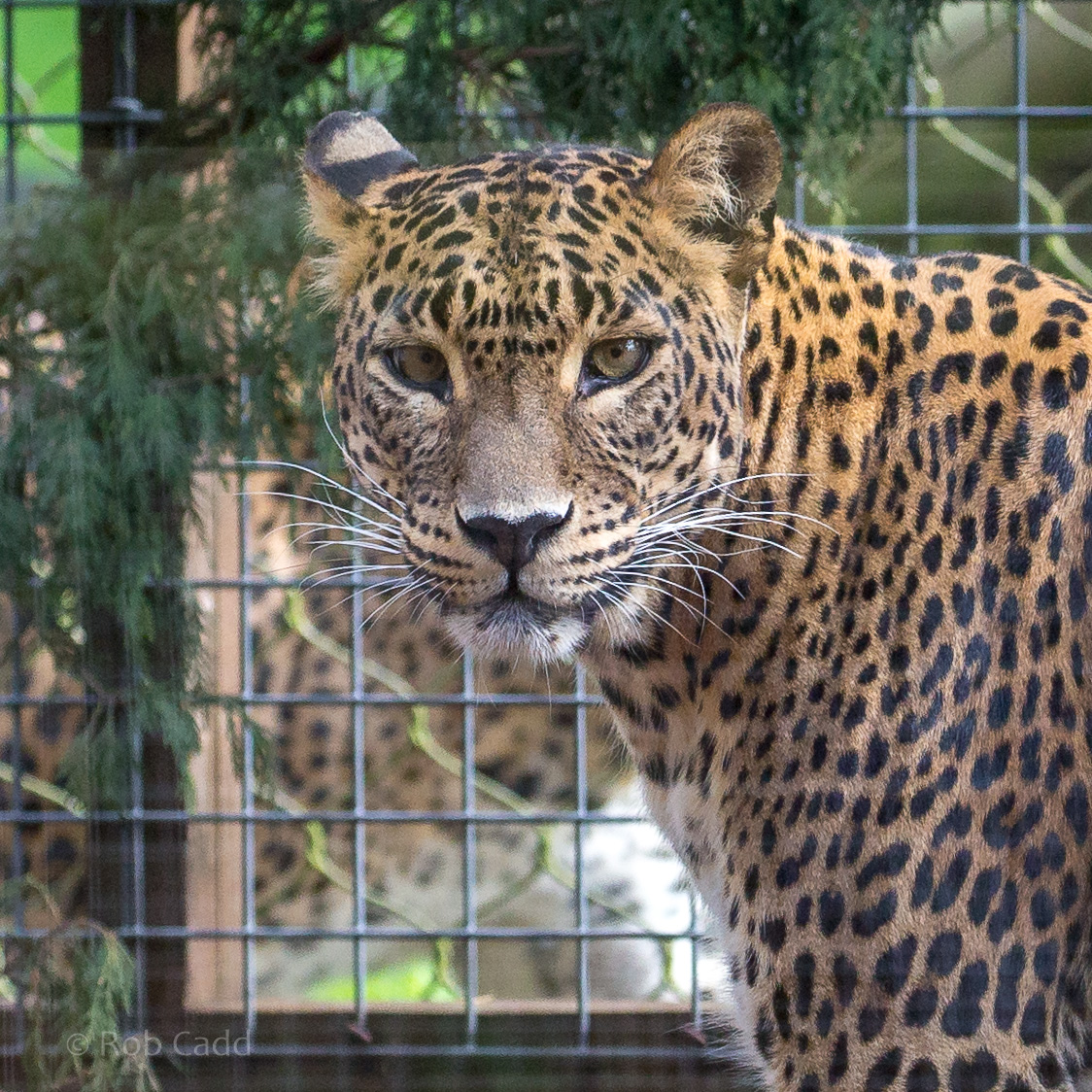 Sri Lankan leopard : Banham Zoo : 29 Sep 2017