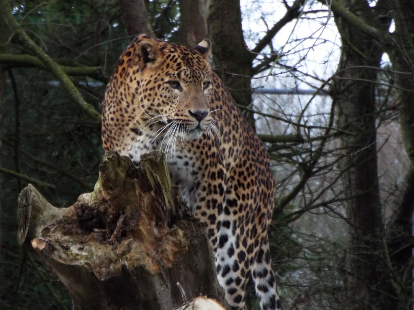 Sri Lankan Leopard, Banham Zoo