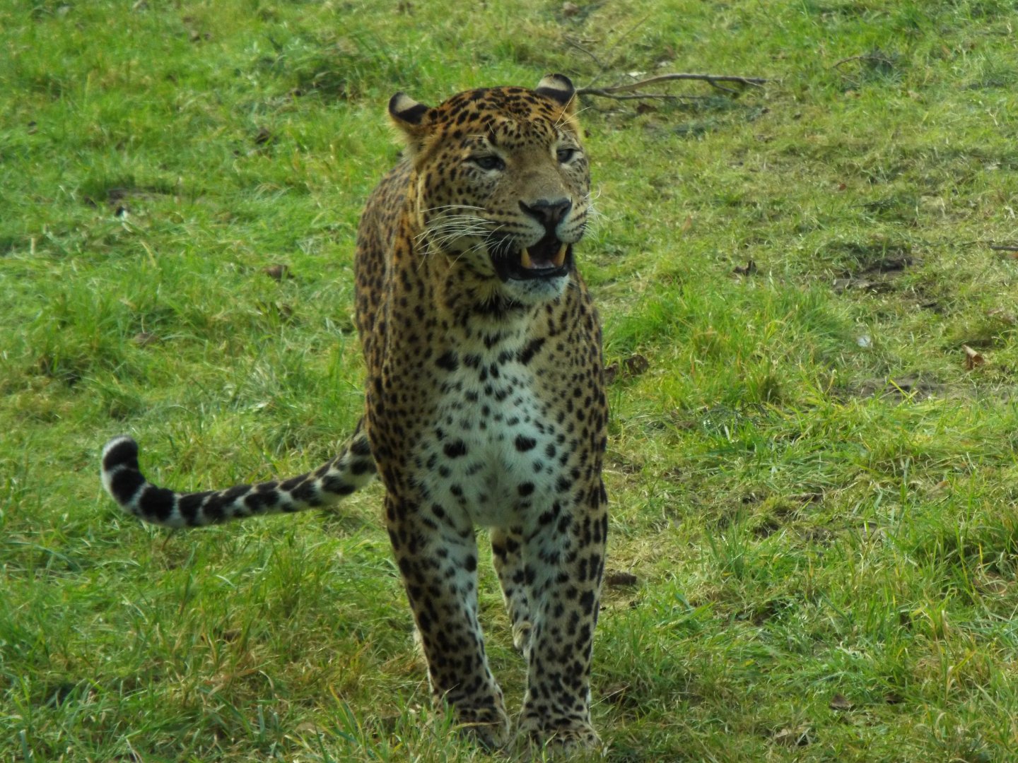 Sri Lankan Leopard, Banham Zoo
