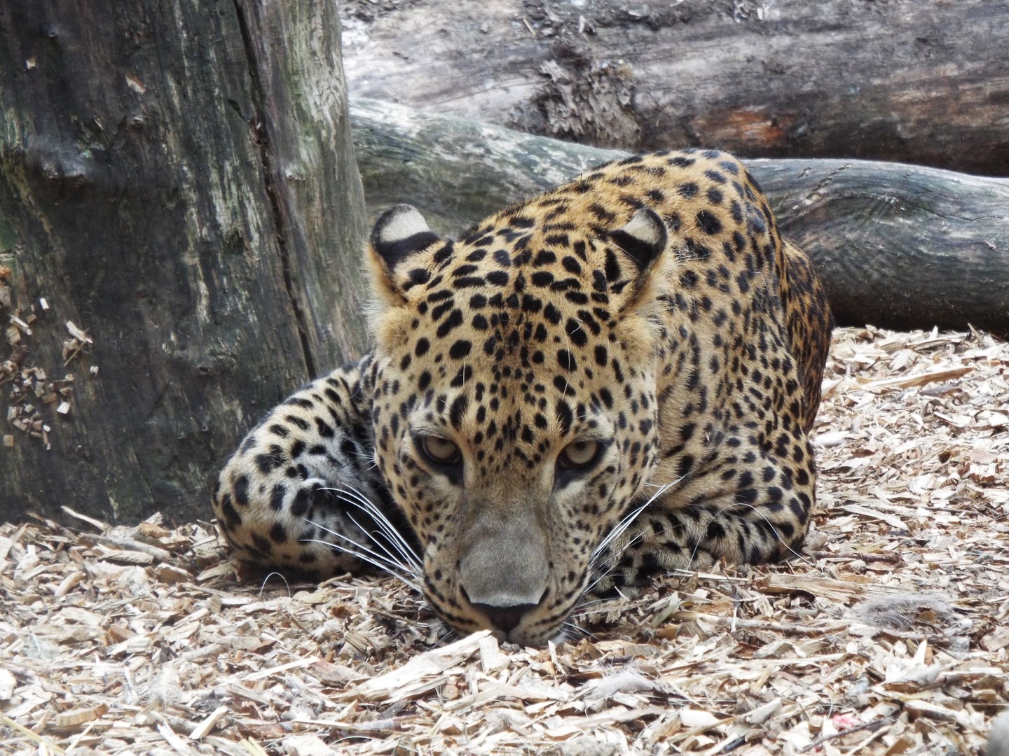 Sri Lankan Leopard, Banham Zoo