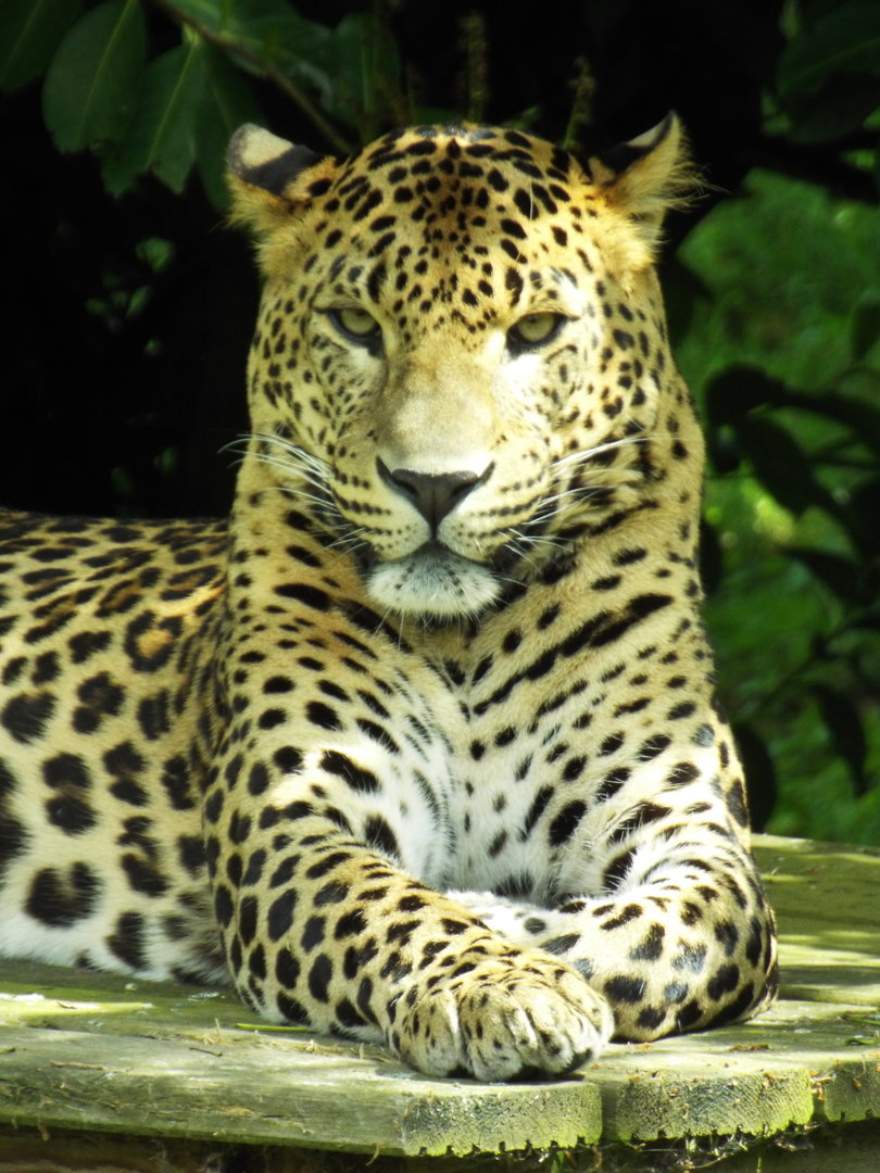 Sri Lankan Leopard, Banham Zoo