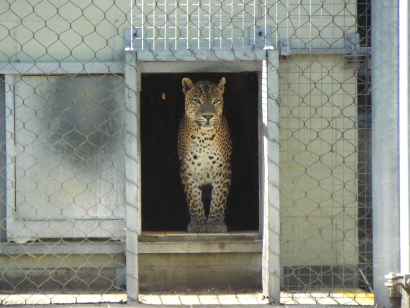 Sri Lankan Leopard, Banham Zoological Gardens