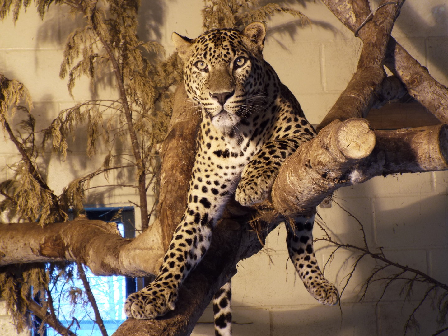 Sri-lankan leopard, Banham Zoological Gardens