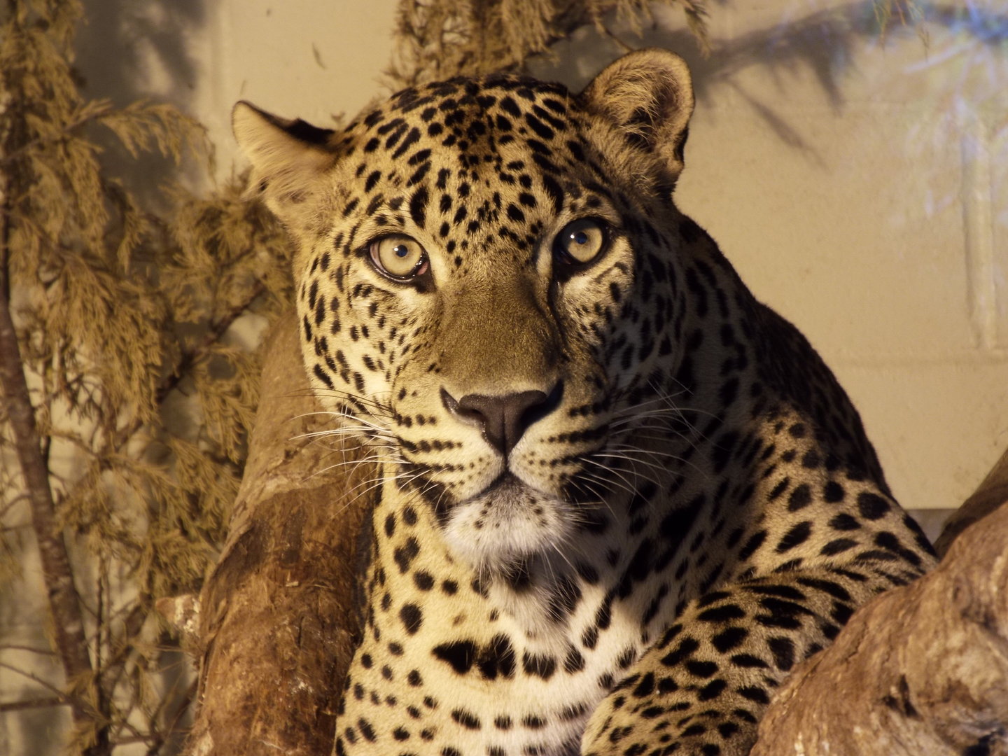 Sri-lankan leopard, Banham Zoological Gardens