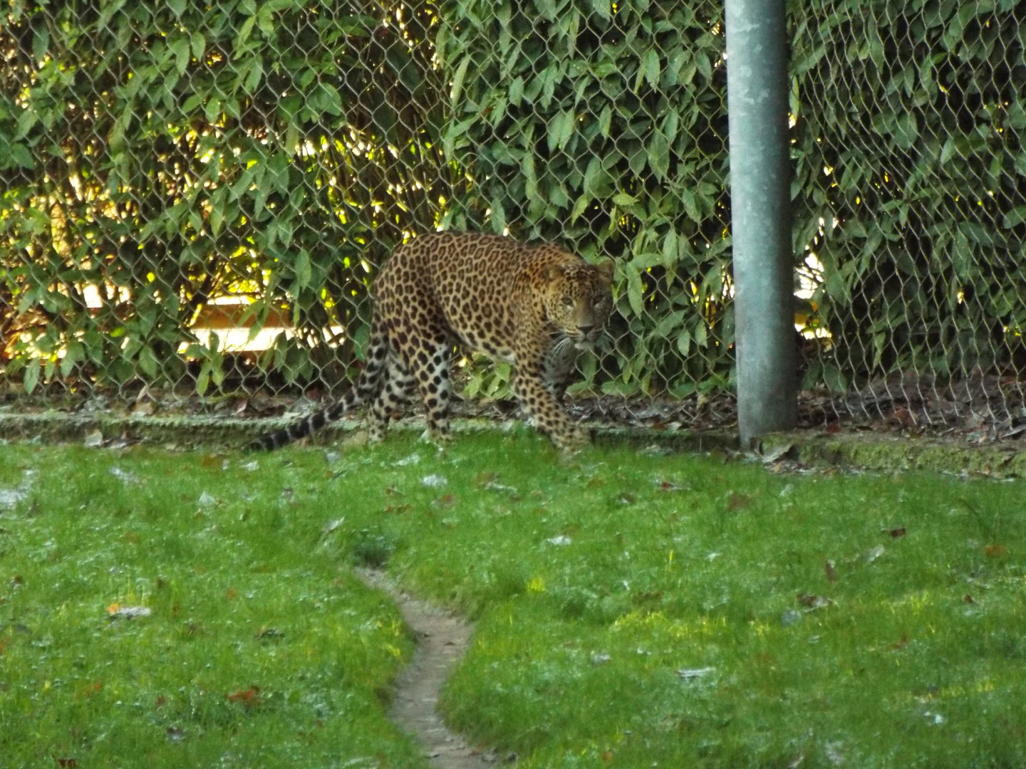 Sri-Lankan leopard, Banham Zoological Gardens