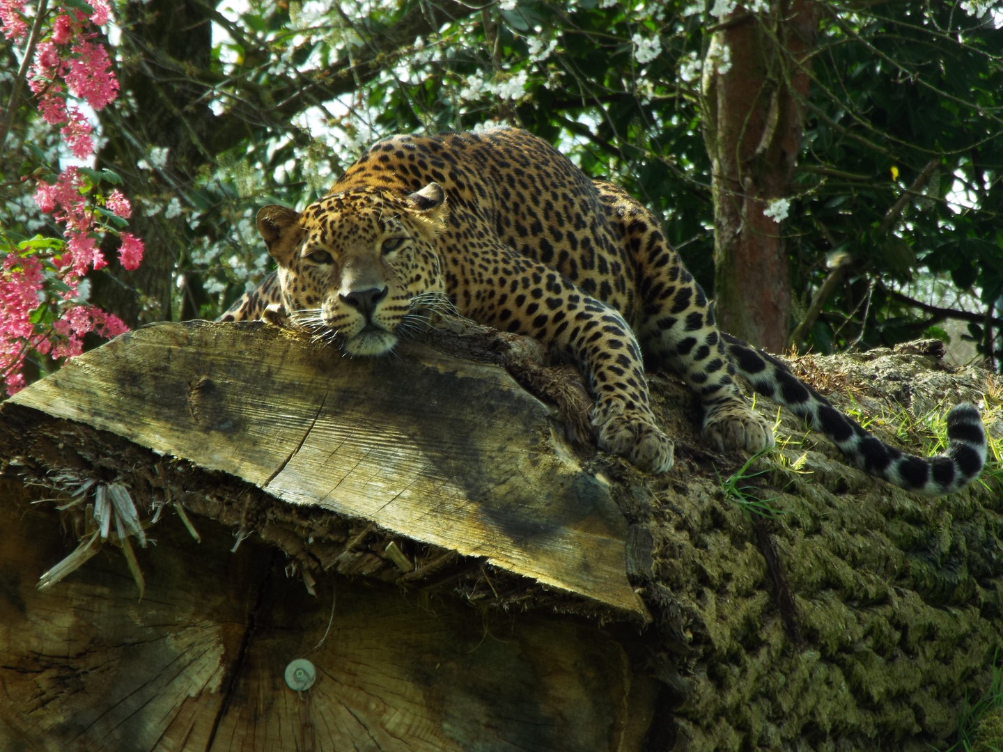 Sri-Lankan Leopard, Banham Zoological Gardens