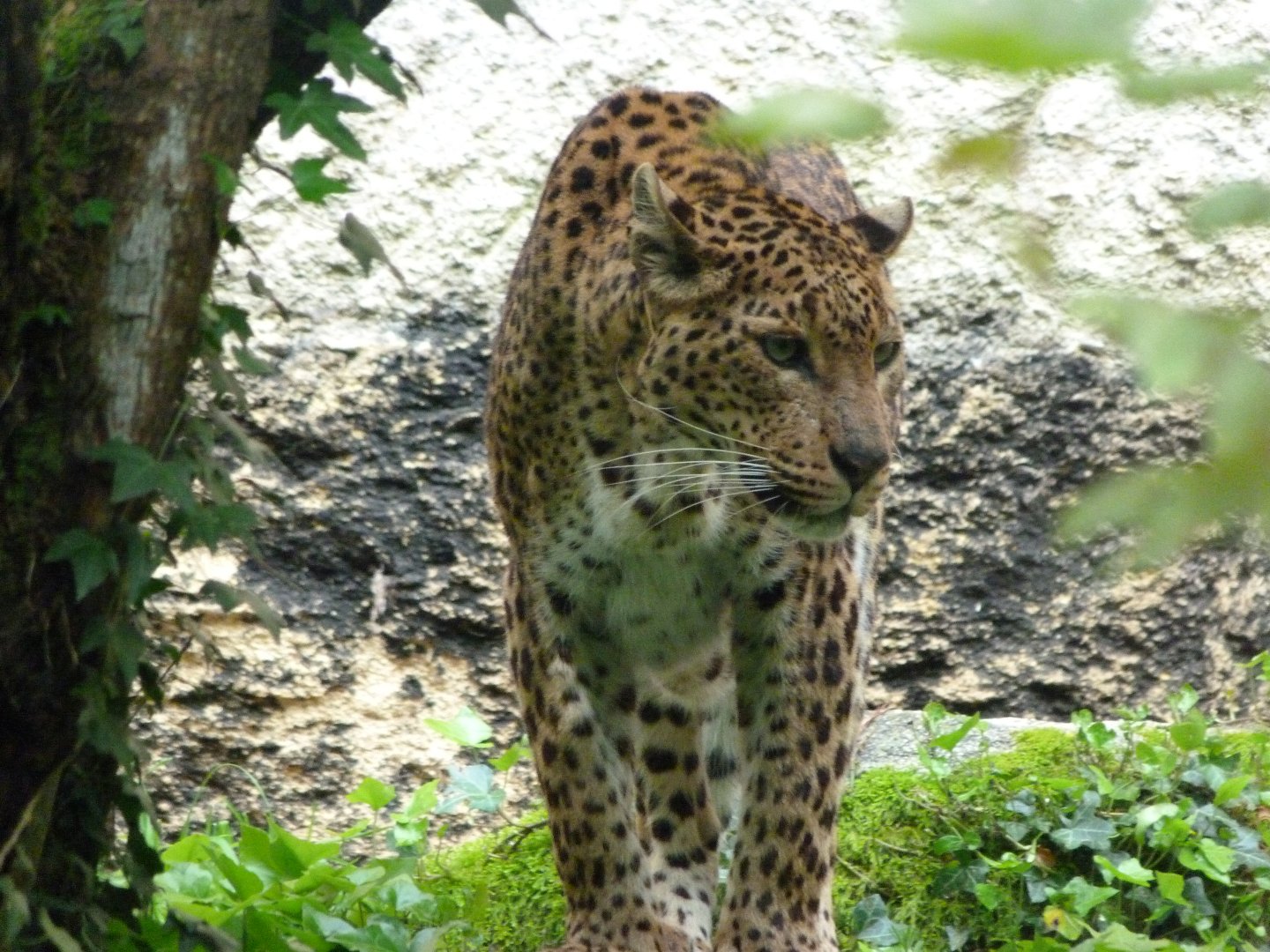 Sri Lankan leopard -Bioparc de Doué la Fontaine (2025)