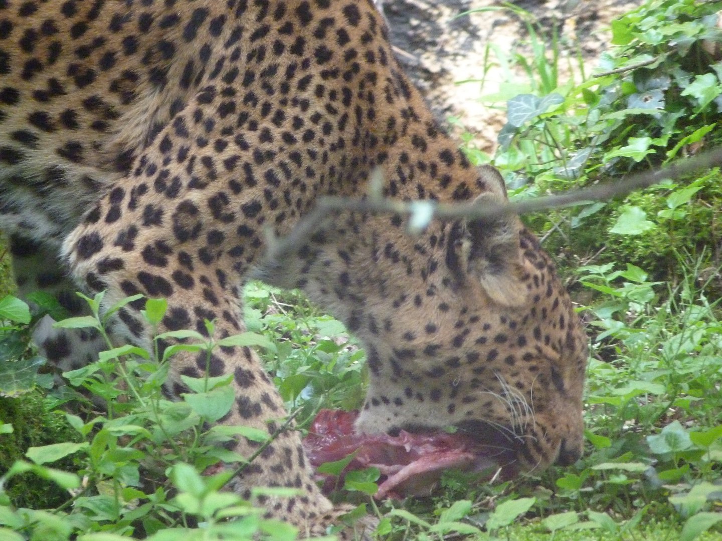 Sri Lankan leopard -Bioparc de Doué la Fontaine (2025)