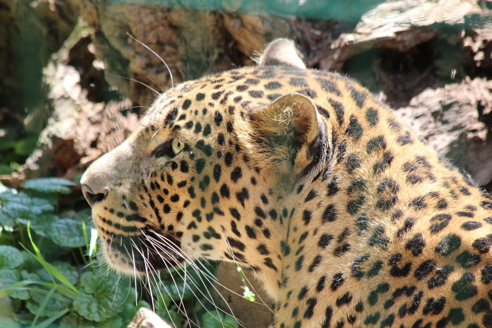 Sri Lankan Leopard - Brno Zoo, July 2013